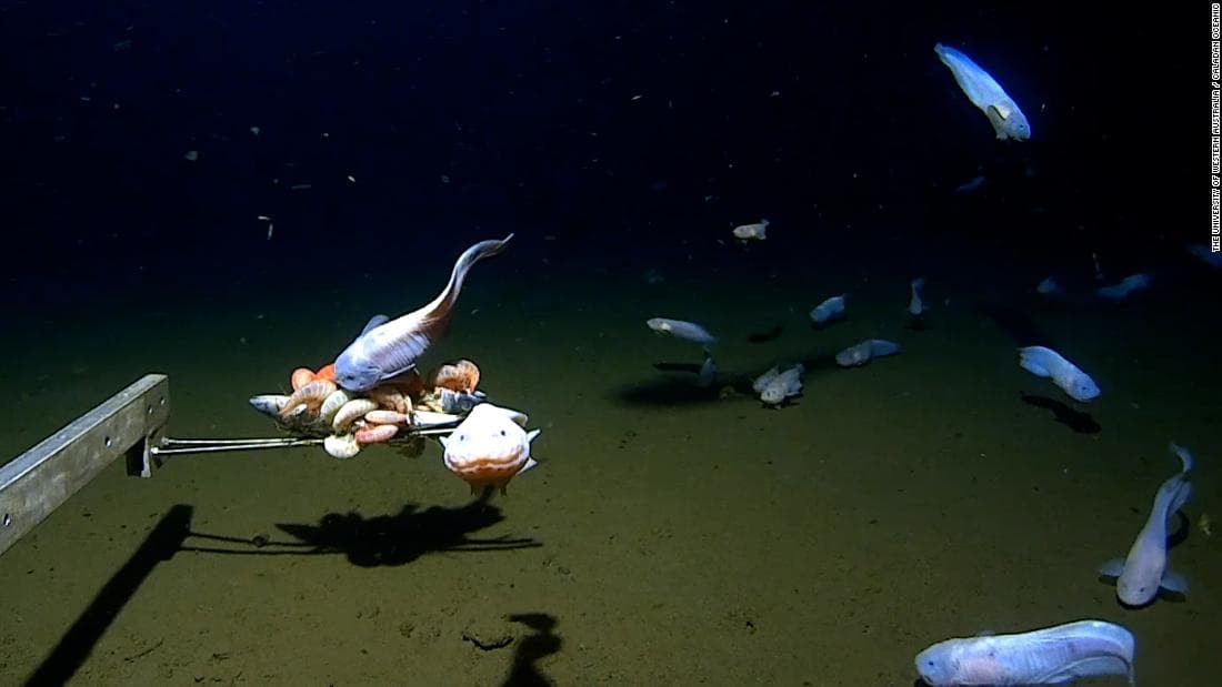 Ver el pez más profundo del mundo