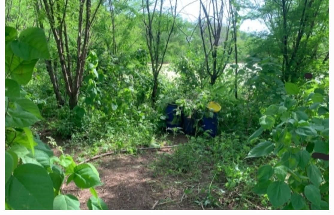 Localizan un laboratorio y cinco áreas de concentración de precursores químicos