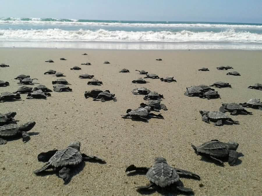 Finaliza temporada alta de arribazon de anidación de la tortuga marina en Mazatlán