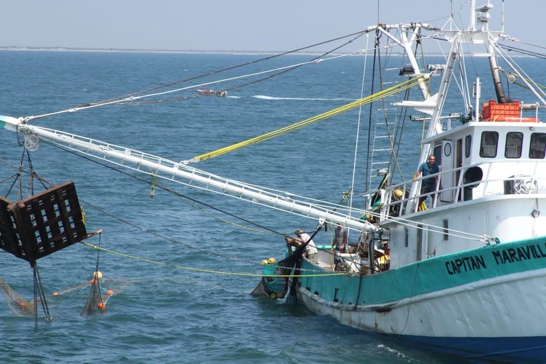 Conapesca cierra 2025 con resultados positivos en pesca sostenible